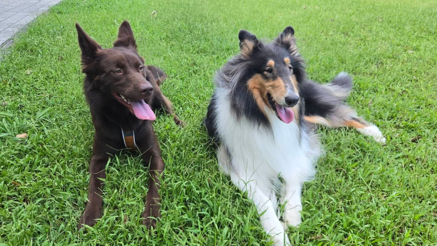 A brown shepherd dog and a tricolour rough collie lying side by side on the grass with their tongues out